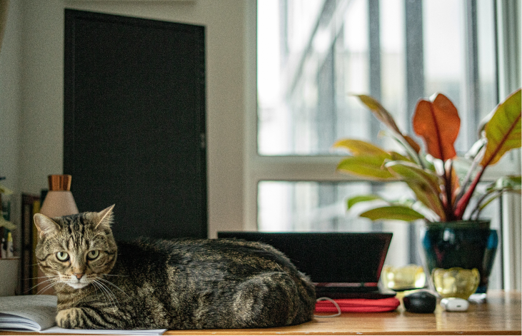 Working from home undoubtedly has its benefits — like having your cat by your side all the time — Unsplash
